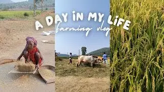 Paddy Farming At Village | A Day In My Life In Summer Vacation | @RohitSodapeli Daily Vlog |