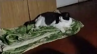 Мирное дело сон кошечки Маши 
