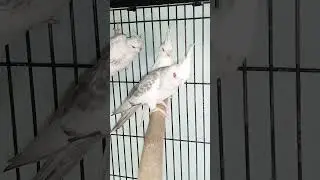 Cocktail Fallow #birds #birdsandpetslover #4kbirds #petbird #parrot #cattvbirds #cocktail #bird #pet