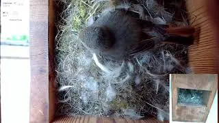 Black Redstart Nesting Journey Begins &ndash; First Two Eggs in the Nest!