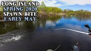Long Island Fishing - Topwater Frog + Lipless Crankbait - Spring 2020 - Long Island , New York