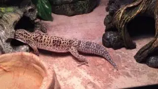 Leopard Gecko hunting crickets