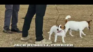 Fox  & Jack Russell Terrier- Ring 1 Judged by Mr. Muneer Bin Jung | Palakkad dog Show2025