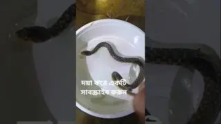 snake 🐍