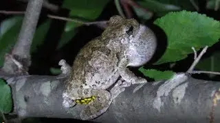 Cope's Gray Treefrog Call