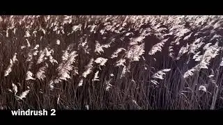 windrush 2.    David Davies.     #kineku.    Free sounds-giddster