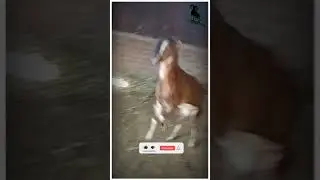 Full Train Goat In My Goat Farm #AHP GOAT FARM #short #shortvideo #petsvlog