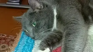 Неделя Стольника в приюте🌞#приютсолнышко 🐕🐈🐶🐱♥️🙏