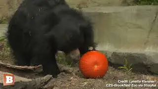 LIVIN' THE GOURD LIFE! &mdash; Chicago Zoo Animals Dig into Halloween Pumpkins