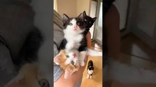Adorable Trio #kittens #babycat #cuteanimals  @adorbeleanimals914