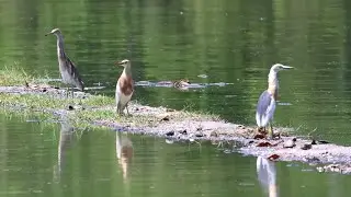 Birding hotspot in Bali
