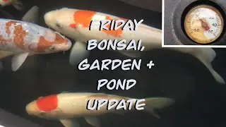 Friday Bonsai, Garden & Ponds Update (26/02/2021, Koi, UK)
