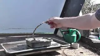 How To Re-Potting European Ash And Create Radial Roots