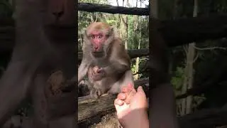 FUNNY MACAQUE #funny #macaque #monkey #monkeylove #fun #macaquemonkey #cuteanimals #cute #wildlife