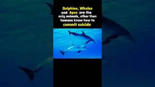 Animals also know how to summit 😱😱 #suicide #trendingshorts