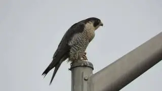 Jan 16 Peregrine Falcon vs. Eagle @ Kent, Wa 2016