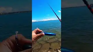 Casting the new Shimano Calcutta Conquest MD 401 XGLH with Huerco XT 710-5C and popper from NOMAD