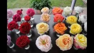 Varieties from Alexandra Farms