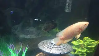Oscar fish ft electric blue Jack Dempseyfish