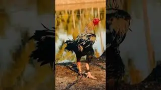Viral aseel murga #rooster #birds #murga #viralvideo