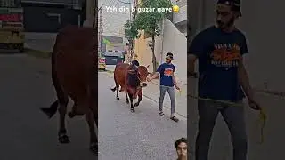 #cow #shortsvideo #cattlepoint #cowbeauty #cattlestation #cattles