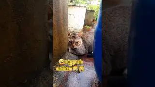🤣marainthu paarka vittanga 😸 #petshub #vairalshort #tabbycat #ytshorts