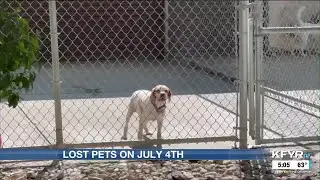 Keep your dogs close on the Fourth of July