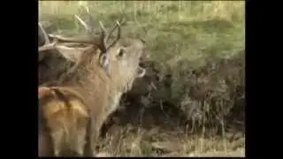 (Part 1) BBC Autumnwatch 2012 - Episode 2