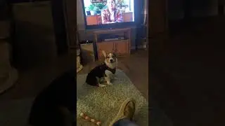 Tiny Tim the corgi barks