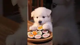 Chef Puppy making a korean kimbap #puppychef #kimbap #cooking