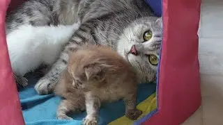Possessive Cat Trust Human Friend but Talking To Her Kitten