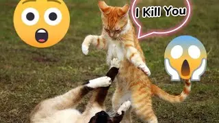 Funny🤣 animal videoscatfunny cat videoscat videosdog videosdogscatsfunny dog videos 🤣