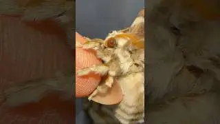 Yes! She did do what you think she did! #moths #silkmoth