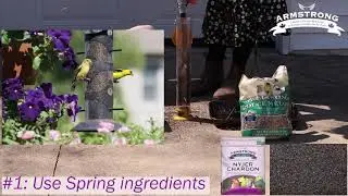 Spring bird food: Nyjer seed