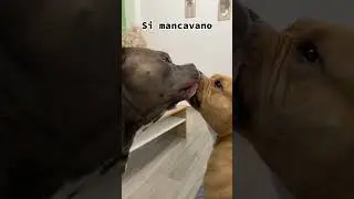 Dopo giorni senza vedersi... amori❤️ #animali