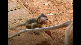 Poor baby monkey Polino angry mom,monkey Popeye attack baby Polino