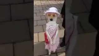 Che cane simpatico