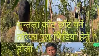सुन्तला काँट छाँट गर्ने तरिका पूरा भिडियो हेर्नु होला।