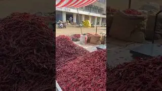 Kalmana Mirchi Market #mirchi #vlog #kalmana