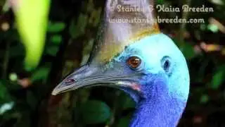 Rainforest Country_Stanley & Kaisa Breeden