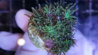 Galaxea coral gandalf
