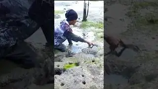 jari bisa remuk jangan asal rogoh ini ciri2 lubang yang di huni kepiting