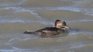 2025_12_30 Female Hooded Merganser - Edwin Forsythe NWR (aka 