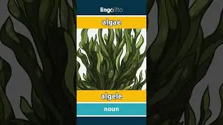 🇬🇧🇷🇴 algae - algele : learn English : să &icirc;nvățăm engleza : vocabulary builder