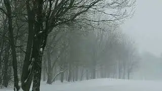 30 Minutes Blizzard Sounds For Sleep | Relaxing-Meditation-Soothing-study #snowstorm #sleepsounds