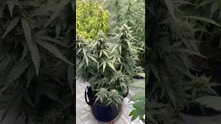Day 62 for this autoflower #reggae #plants #organicfarming #spiderfarmer