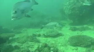 DAMPIER ARCHIPELAGO UNDERWATER &ndash; North East Regnard Island