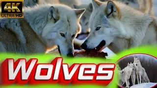 WOLVES🐺 VIDEO+SONG💥|BEAUTIFUL WOLVES🐺|SNOWY WOLVES|AI GENERATED VIDEOS|#wolves#song#aianimals