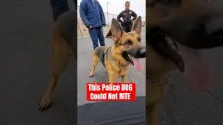 Police DOG was FIRED for Being Too Nice #shorts #animals #emotional #dog #viralshorts #shortvideo