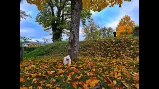 Kleine Herbstrunde mit Amy - Oktober 2025